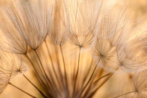 Abstract;Abstraction;Blossom;Blossoms;Botanical;Calm;Close-up;Floweret;Flowering;Flowers;Flowers & Plants;Healing;Health care;Healthcare;Line;Macro;Nature;Pastoral;Seed;Seed Head;Tan;Warm Colors;Warm Palette;Warm Tones;Yellow Goatsbeard;bloom;botanicals;color;flora;floral;flower;oneness;pattern;peaceful;plant;restful;serene;soothing;texture;tranquil;vegetation;zen