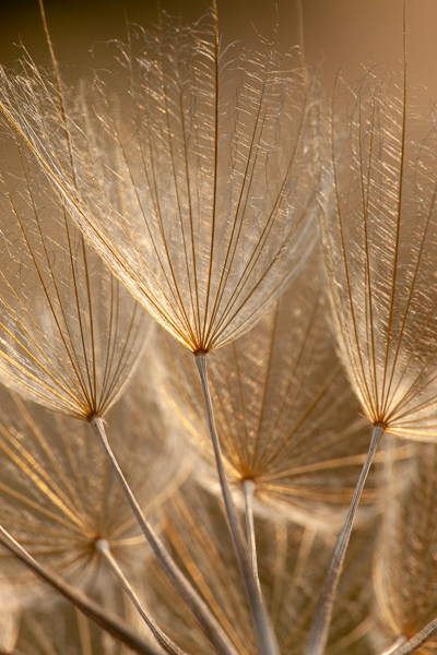 Abstract;Blossom;Blossoms;Botanical;Brown;Calm;Close-up;Dandelion;Floweret;Flowering;Flowers;Gold;Healing;Health care;Healthcare;Line;Looking up;Macro;Nature;Pastoral;Seed;Shape;Sunlight;Sunshine;Tan;Wabi Sabi;Warm Colors;Warm Palette;Warm Tones;Yellow Goatsbeard;bloom;botanicals;color;flora;floral;flower;landscape;oneness;pattern;peaceful;plant;restful;serene;soothing;sunlit;texture;tranquil;zen