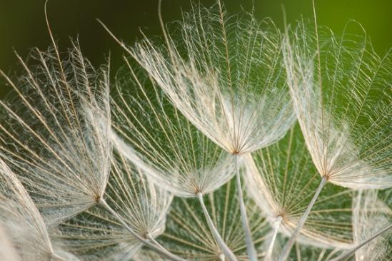 Blossom;Blossoms;Botanical;Brown;Calm;Close-up;Dandelion;Floweret;Flowering;Flowers;Flowers & Plants;Healing;Health care;Healthcare;Macro;Minimalism;Nature;Pastoral;Seed;Seed Head;Tan;Wabi Sabi;Warm Colors;Warm Palette;Warm Tones;Yellow Goatsbeard;bloom;botanicals;color;flora;floral;flower;goatsbeard;green;oneness;peaceful;plant;restful;serene;soothing;tranquil;zen