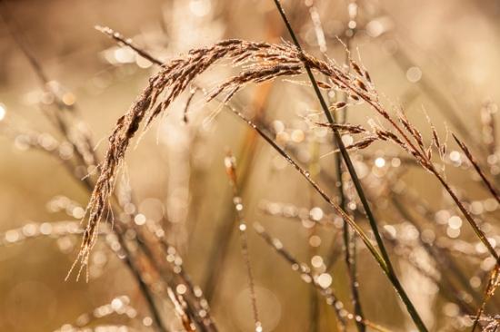 Botanical;Brown;Calm;Close-up;Dew;Droplets;Drops;Flowers & Plants;Gold;Grass Seed Head;Grass seed heads;Healing;Health care;Healthcare;Macro;Nature;Pastoral;Sunlight;Sunshine;Tan;Water;Water Drops;botanicals;dew drops;dewy;drop;droplet;landscape;oneness;peaceful;plant;reflection;restful;serene;soothing;sunlit;tranquil;zen
