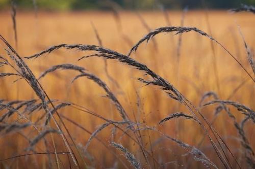 Tan;dewy;Fields;Autumn;close-up;Botanicals;grass;Fall;Green;Field;Plant;droplet;Plants;drops;water;Brown;Botanical;Orange;seed head;dew;dew drops