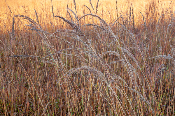 Botanical;Brown;Calm;Dew;Droplets;Drops;Gold;Healing;Health care;Healthcare;Henry Horton;Henry Horton State Park;Nature;Pastoral;Plant;Seed Head;State Park;Sun-up;Sunlight;Sunshine;Tan;Tennessee;United States;Water;Water Drops;botanicals;dew drops;dewy;drop;foliage;grass;landscape;morn;morning;oneness;orange;peaceful;plant;plants;restful;serene;soothing;sunlit;tranquil;zen