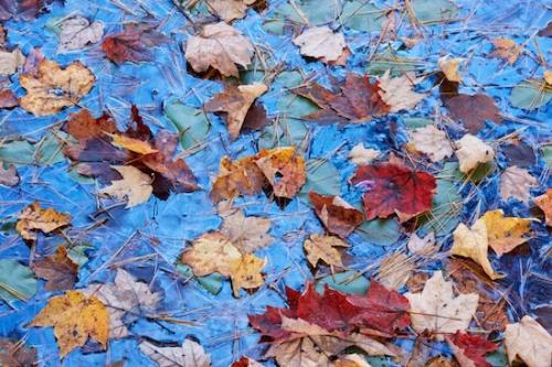 Botanicals;Cumberland Plateau;Fallen Leaves;Plants;Leaf;Fall;Fallen;Lily Pads;Pine Needles;Pine Needle;Floating-Leaved pond weed;Abstract;Big South Fork National Recreation Area;Mirror;reflections;Autumn;Botanical;Textures;lake;Abstracts;Patterns;Vegetation;pond;water;Leaves