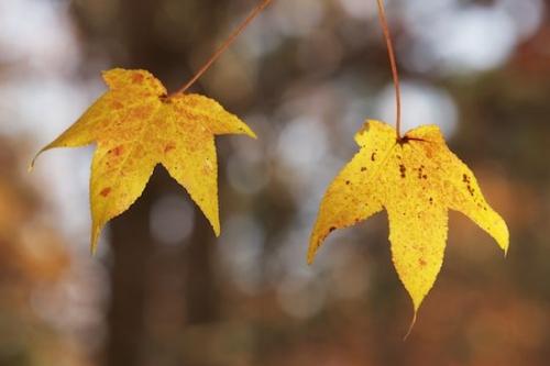 close-up;Maple;Leaves;Leaf;Gold;Little River Canyon National Preserve;Yellow;Autumn;Fall;Maple Leaves;Alabama;Foliage