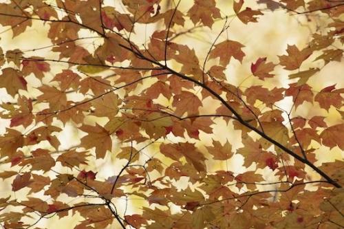 tree trunk;tree limbs;Orange;Abstracts;limb;branch;Maple;Autumn;Leaves;Gold;branches;Foliage;Fall;Leaf;Yellow;Little River Canyon National Preserve;Red;Alabama;Patterns