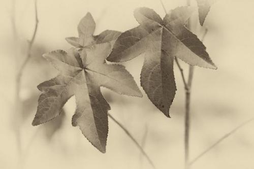 White;Alabama;Chalk Maple;close-up;Vein;Sepia;Autumn;Veins;Leaves;Little River Canyon National Preserve;Tan;Foliage;Red;Leaf;Maple;Fall