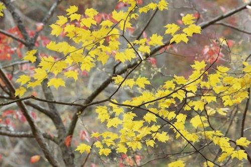 branches;branch;Maple;Fall;Leaf;Red;Autumn;Foliage;limb;Leaves;Little River Canyon National Preserve;Alabama;tree limbs;Patterns;tree trunk;Gold;Abstracts;Yellow
