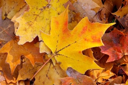 Orange;Vein;Fall;Gold;Fallen;Wabi Sabi;Yellow;Maple;Red;Leaves;Veins;Leaf;close-up;Frost;Fallen Leaves;Cold;Tan;Autumn;Brown;Frosty;ice;Frozen