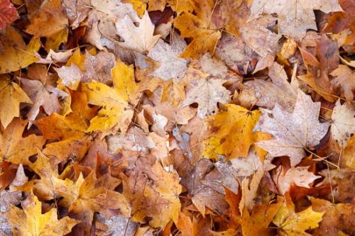 Abstract;Abstraction;Autumn;Brown;Close-up;Cold;Fall;Fallen;Fallen Leaves;Foliage;Frost;Frosty;Frozen;Gold;Image type;Leaf;Leaves;Oneness;Orange;Pattern;Photo specs;Shape;Tan;Texture;Vein;Wabi Sabi;Yellow;zen