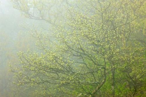 Big South Fork National River & Recreation Area;Botanicals;Green;haze;bud;Foliage;mist;Botany;Plants;misty;Leaf;Leafy;Flora;foggy;Vegetation;Leaves;Plant