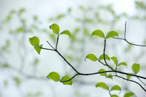 Botany;close-up;Green;Pastoral;Plant;Botanicals;Looking up;Oneness;Peaceful;Foliage;tree limbs;Leaves;Plants;tree trunk;Big South Fork National River & Recreation Area;Wabi Sabi;branches;limb;Leaf;leaves;Flora;tree;zen;Leafy;Springtime;Spring;Botanical