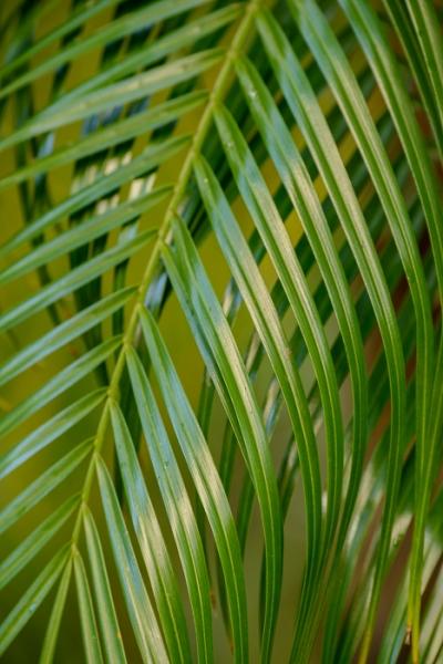 Blossom;Blossoms;Botanical;Botanicals;Calm;Close-up;Concepts;Cool Colors;Cool Palette;Cool Tones;Floweret;Flowering;Flowers;Flowers & Plants;Green;Greens;Healing;Health care;Healthcare;Leaf;Leaves;Line;Macro;Minimalism;Nature;Oneness;Pastoral;Plant;Sunlight;bloom;color;flora;floral;flower;foliage;green;palm;palm leaf;palm plant;pattern;peaceful;plants;reflections;restful;serene;soothing;sunlit;tranquil;zen