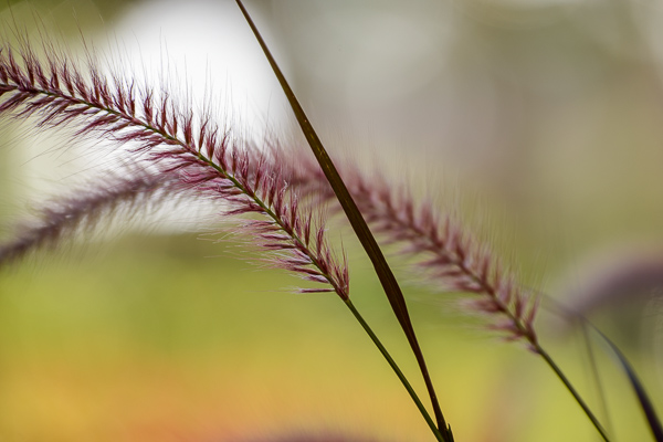 Blossom;Blossoms;Botanical;Brown;Calm;Close-up;Florida;Floweret;Flowering;Flowers;Flowers & Plants;Grass seed heads;Healing;Health care;Healthcare;Leaf;Macro;Modern;Nature;Pastoral;Pink;Plant;Seed Head;Tan;United States;Wabi Sabi;Warm Colors;Warm Palette;Warm Tones;Yellow;bloom;botanicals;color;contemporary;contemporary art;flora;floral;flower;foliage;grass;green;magenta;modern art;oneness;peaceful;plant;plants;red;restful;serene;soothing;tranquil;zen