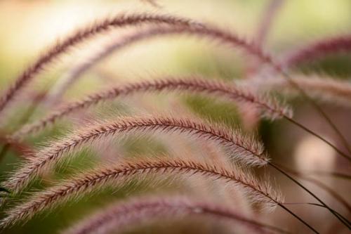 Brown;Close-up;Florida;Flowers & Plants;Grass;Grass seed heads;Green;Healing;Health care;Healthcare;Leaf;Macro;Magenta;Modern;Nature;Oneness;Pastoral;Peaceful;Pink;Plant;Plants;Rachel;Seed Head;Tan;United States;Wabi Sabi;botanical;botanicals;calm;contemporary;contemporary art;modern art;restful;serene;soothing;tranquil;zen