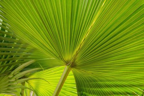Abstract;Abstraction;Close-up;Green;Healing;Health care;Healthcare;Leaf;Leaves;Line;Looking up;Modern;Oneness;Palmetto;Pattern;Plant;Shape;Texture;Wabi Sabi;botanical;botanicals;calm;contemporary;contemporary art;greenery;modern art;restful;saw palmetto;serene;soothing;vegetation;zen