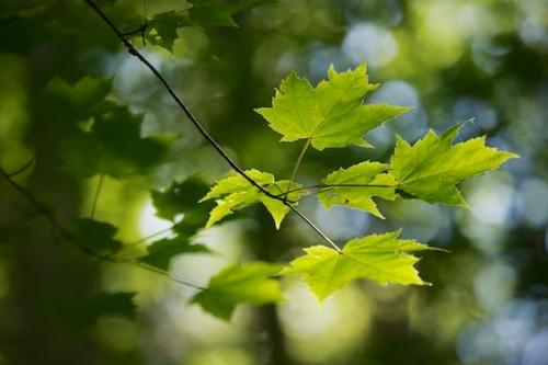 Tree;Trees;Green;Timberland;Leafy;Leaf;Bridging the Smokies;Woods;Forest;Maple Leaves;Woodland;Wooded area;Sunlit;Wood;Woodlands;TNC;Leaves;Tapoco;Foliage;Timber