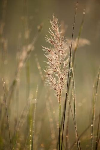 grass;Oneness;Rachel;Green;dewy;dew drops;Tan;Vegetation;Peaceful;botanical;dew;Botanical;zen;Grass Seed Head;Plant