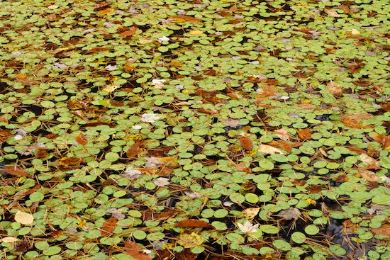 Tan;Textures;Leaves;water;Abstraction;shapes;Yellow;Fallen;Green;Abstract;Abstracts;pond;Leaf;Brown;lake;Lily Pads;Big South Fork National Recreation Area;Patterns;Fallen Leaves