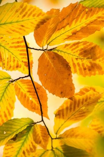 Abstract;Alabama;Autumn;Branches;Brown;Close-up;Fall;Flowers & Plants;Foliage;Gold;Healing;Health care;Healthcare;Leaf;Leaves;Line;Little River Canyon;Macro;Nature;Oneness;Orange;Pattern;Peaceful;Plant;Rachel;Shape;Tan;Texture;Veins;Wabi Sabi;Yellow;botanical;botanicals;calm;limbs;restful;serene;soothing;tranquil;tree limbs;zen