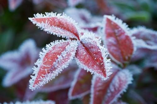 Botanical;Botanicals;Veins;ice;Vegetation;Close-up;Shrub;Leaf;Nandina;Leaves;Foliage;Green;Plants;Cold;Magenta;Vein;Frost;Red;Marroon;Plant;Frozen