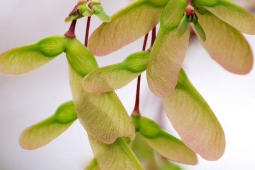Red;Seed;Details;Maple;branch;Rachel;Green;Botanicals;Peaceful;close-up;Tan;seeds