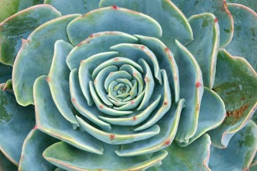 Abstract;Abstraction;Aqua;Botannicals;Close-up;Foliage;Green;Leaf;Pattern;Plant;Shape;Succulent;Texas;Wabi Sabi;botanical;cactus
