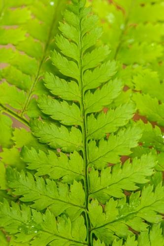 Botanical;Couchville Cedar Glade State Natural Area;Great Smoky Mountains;Leaf;Tennessee;botanicals;botany;fern;ferns;flora;foliage;green;greenery;leaves;plant;plants;vegetation