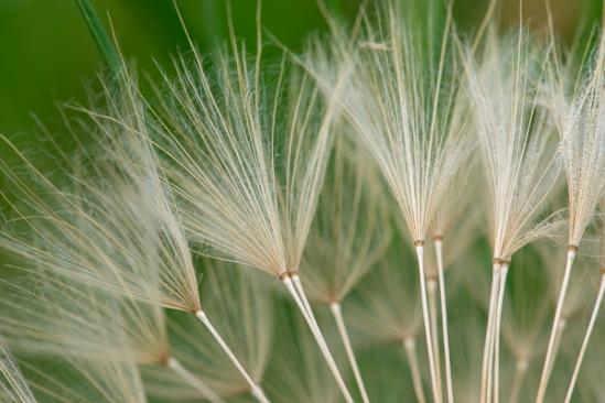 Blossom;Blossoms;Botanical;Brown;Calm;Close-up;Dandelion;Floweret;Flowering;Flowers;Flowers & Plants;Healing;Health care;Healthcare;Macro;Minimalism;Nature;Pastoral;Seed;Seed Head;Tan;Wabi Sabi;Warm Colors;Warm Palette;Warm Tones;Yellow Goatsbeard;bloom;botanicals;color;flora;floral;flower;goatsbeard;green;oneness;peaceful;plant;restful;serene;soothing;tranquil;zen