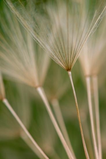 Blossom;Blossoms;Botanical;Brown;Calm;Close-up;Dandelion;Floweret;Flowering;Flowers;Flowers & Plants;Healing;Health care;Healthcare;Macro;Minimalism;Nature;Pastoral;Seed;Seed Head;Tan;Wabi Sabi;Warm Colors;Warm Palette;Warm Tones;Yellow Goatsbeard;bloom;botanicals;color;flora;floral;flower;goatsbeard;green;oneness;peaceful;plant;restful;serene;soothing;tranquil;zen