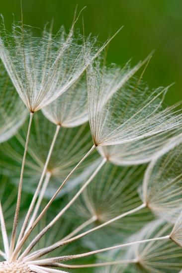 Blossom;Blossoms;Botanical;Brown;Calm;Close-up;Dandelion;Floweret;Flowering;Flowers;Flowers & Plants;Healing;Health care;Healthcare;Macro;Minimalism;Nature;Pastoral;Seed;Seed Head;Tan;Wabi Sabi;Warm Colors;Warm Palette;Warm Tones;Yellow Goatsbeard;bloom;botanicals;color;flora;floral;flower;goatsbeard;green;oneness;peaceful;plant;restful;serene;soothing;tranquil;zen