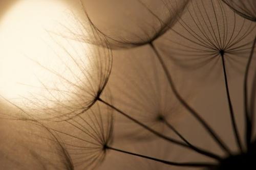 Abstraction;Botanical;Textures;Rachel;Botanicals;goatsbeard;Patterns;Seed Head;Tan;Seed;Yellow Goatsbeard;Wabi Sabi;Abstracts;Abstract;Plant