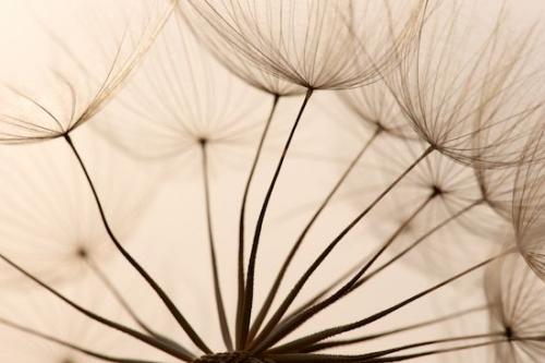 Botanical;Wabi Sabi;Patterns;goatsbeard;Botanicals;Plant;Seed Head;Tan;Abstract;Textures;Abstracts;Abstraction;Seed;Yellow Goatsbeard