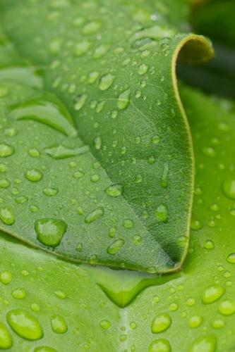 Patterns;Leaf;shapes;Ferns;Botany;Leaves;Plant;Abstract;Foliage;Dew;Abstraction;drops;Textures;dewy;water;Green;Magnolia;dew drops;Botanical;Abstracts;dew;Botanicals;Plants;Vegetation