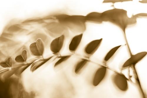 Abstract;Abstraction;Botanical;Calm;Close-up;Floral;Flowers & Plants;Healing;Health care;Healthcare;Leaf;Line;Looking up;Macro;Nature;Pastoral;Shape;botanicals;foliage;green;leaves;oneness;pattern;peaceful;plant;restful;serene;soothing;tranquil;zen