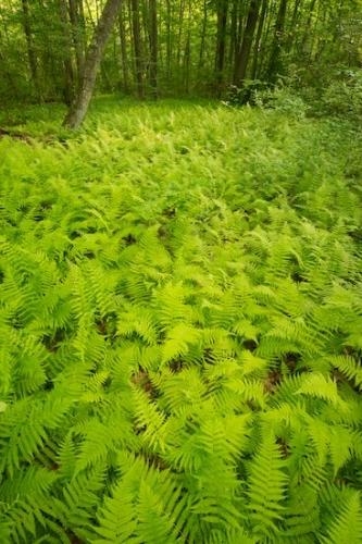 Plant;Greenery;Botanical;Forest;Great Swamp National Wildlife Refuge;Plants;Foliage;Ferns;Green;New Jersey;Botanicals;Fern;Vegetation