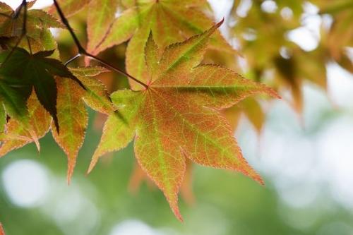 Leaves;Red;Foliage;Green;Vein;Japanese Maple;Leaf;Botanicals;Orange;Botanical;New Jersey;Veins