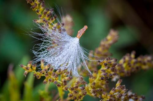 Dew;Dewy;Drop;Droplet;Green;Milkweed;Moisture;Plant;Seed;Water;botanical;botanicals;seeds;vegetation