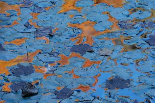 water;Patterns;Abstract;Leaves;Leaf;Abstracts;Abstraction;Mirror;Orange;shapes;reflection;Blue;Lily Pads;Gold;Fallen Leaves;reflections