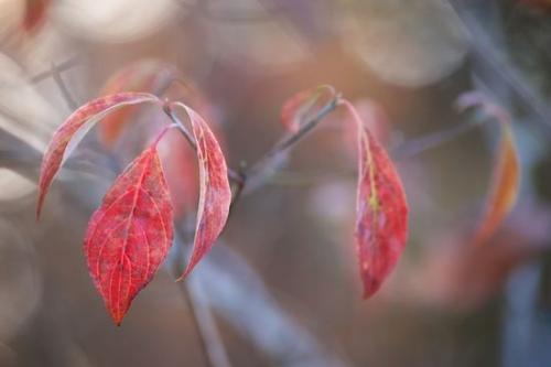 botanicals;Foliage;Dogwood;Botanical;Flora;Plants;Plant;Leaves;Leaf;Vegetation