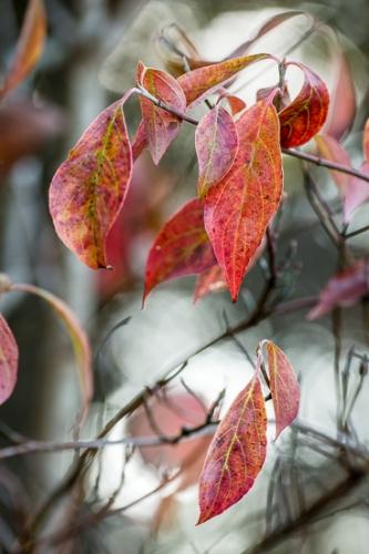 Autumn;Botanical;Calm;Dogwood;Fall;Healing;Leaf;Looking up;Macro;Nature;Pastoral;Veins;Wabi Sabi;botanicals;flora;foliage;landscape;leaves;oneness;peaceful;plant;plants;red;tranquil;vegetation;zen