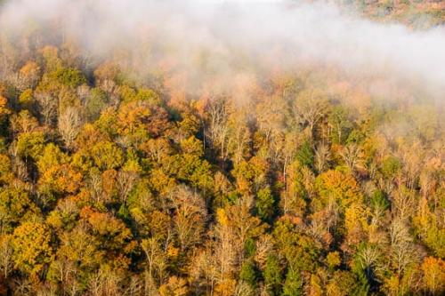 Autumn;Big South Fork;Bluff;Branches;Brown;Fall;Foliage;Forest;Forested;Gold;Green;Hillside;Leaves;Mist;Mountain Side;Obscured;Oneness;Orange;Peaceful;Tan;Timber;Timberland;Trees;Wood;Woodland;Woods;Yellow;fog;foggy;haze;misty;tree limbs;zen
