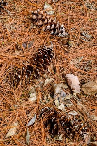 Abstract;Abstraction;Brown;Close-up;Leaf;Leaves;Pattern;Pine Needles;Plant;Tan;Texture;botanical;pine cones;pine straw