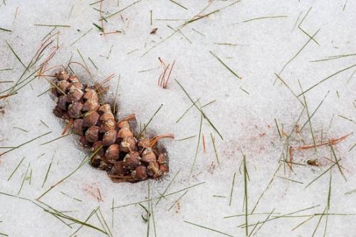 Brown;Close-up;Cold;Frozen;Gold;Green;Ice;Macro;Nature;Pine Cone;Pine Needles;Plant;Plants;Tan;White;Winter;Yellow;botanical;botanicals;snow