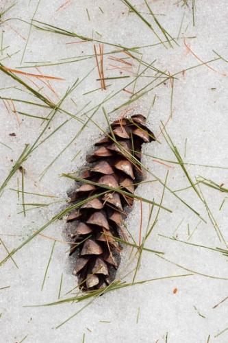 Brown;Close-up;Cold;Frozen;Gold;Green;Ice;Macro;Nature;Pine Cone;Pine Needles;Plant;Plants;Tan;White;Winter;Yellow;botanical;botanicals;snow