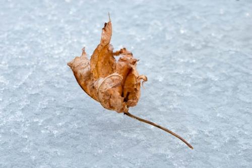 Brown;Cold;Fallen;Fallen Leaves;Gold;Ice;Icy;Leaf;Orange;Tan;Wabi Sabi;Winter;botanical;snow;zen