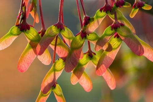 Close-up;Green;Maroon;Oneness;Plant;Seed;Spring;Sun-up;Sunlight;Sunlit;Sunrays;Sunrise;Sunshine;Tree;botanical;helicopters;maple seeds;naple