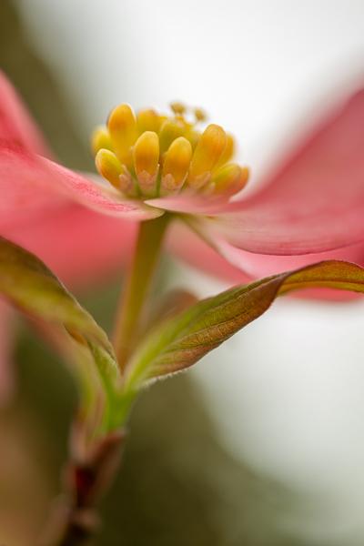 Bloom;Blossom;Blossoms;Botanical;Calm;Close-up;Flora;Floral;Floweret;Flowering;Flowers;Flowers & Plants;Healing;Health care;Healthcare;Macro;Minimalism;Nature;Pastoral;Petal;Pink;Plant;Seasons;Spring;Springtime;Sunlight;Sunshine;Yellow;bloom;botanicals;flora;floral;flower;green;oneness;peaceful;plants;restful;serene;soothing;sunlit;texture;tranquil;zen