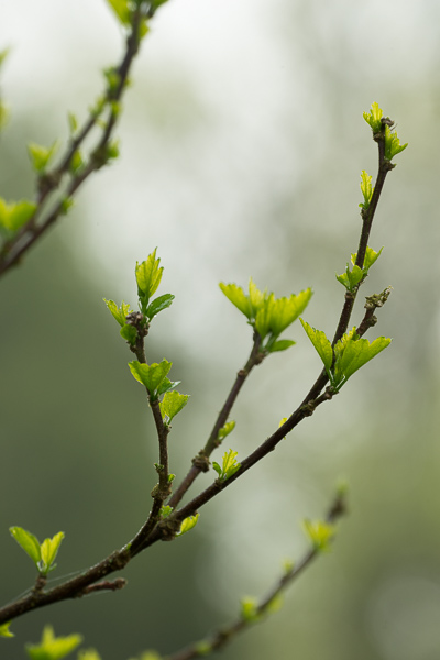 Botanical;Branches;Calm;Healing;Health care;Healthcare;Leaf;Nature;Pastoral;Plant;Seasons;Spring;Springtime;Sunlight;Sunshine;Tree;botanicals;foliage;green;leaves;limbs;oneness;peaceful;plants;restful;serene;soothing;sunlit;tranquil;tree limbs;vegetation;zen