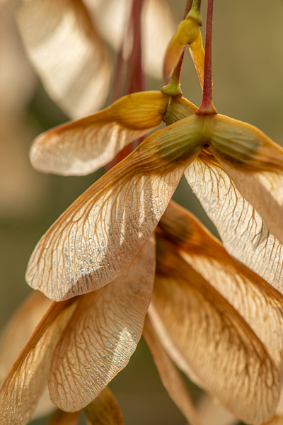 Botanical;Branches;Brown;Calm;Dew;Droplets;Drops;Gold;Macro;Maple;Maple tree;Nature;Pastoral;Plant;Seed;Sunlight;Sunshine;Tan;Tree;Wabi Sabi;Water;Water Drops;botanicals;dew drops;dewy;drop;maple seeds;oneness;peaceful;plant;plants;restful;serene;soothing;sunlit;tranquil;zen