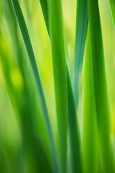 Abstract;Abstraction;Botanical;Calm;Close-up;Healing;Health care;Healthcare;Leaf;Macro;Minimalism;Nature;Pastoral;Shape;Sunlight;Sunshine;Yellow;botanicals;flora;grass;green;greenery;oneness;pattern;peaceful;plant;plants;restful;serene;soothing;sunlit;tranquil;zen